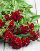 Busknellik ‘Sweet Black Cherry’ med mørke blomsterhoder på kraftige stilker.