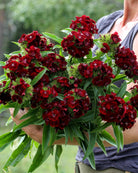 Nærbilde av busknellik ‘Sweet Black Cherry’ med små, mørkerøde blomster tett samlet i blomsterhodet.
