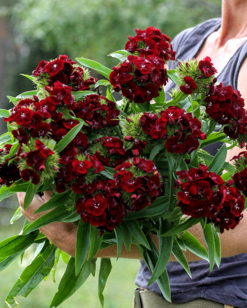 Nærbilde av busknellik ‘Sweet Black Cherry’ med små, mørkerøde blomster tett samlet i blomsterhodet.