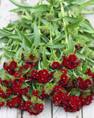 Mørkerød busknellik ‘Sweet Black Cherry’ i kontrast til lysere blomster i en bukett.
