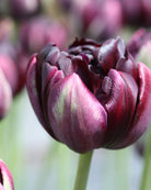 Tulipan Black Hero – blomst som åpner seg og danser utover i vasen