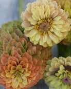 Zinnia Queen Lime with Blush - robust og rikblomstrende snittblomst