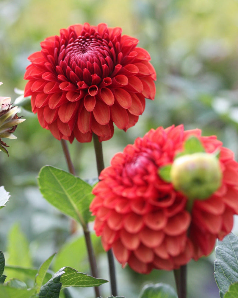 Brown Sugar georgine - detaljbilde av blomstens unike farge og form