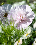 Cosmos Cupcakes Blush ettårig blomst med frynsete kronblader