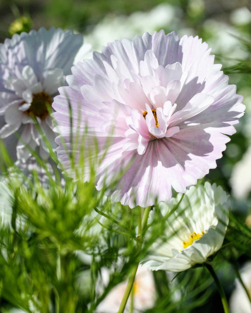 Cosmos Cupcakes Blush ettårig blomst med frynsete kronblader
