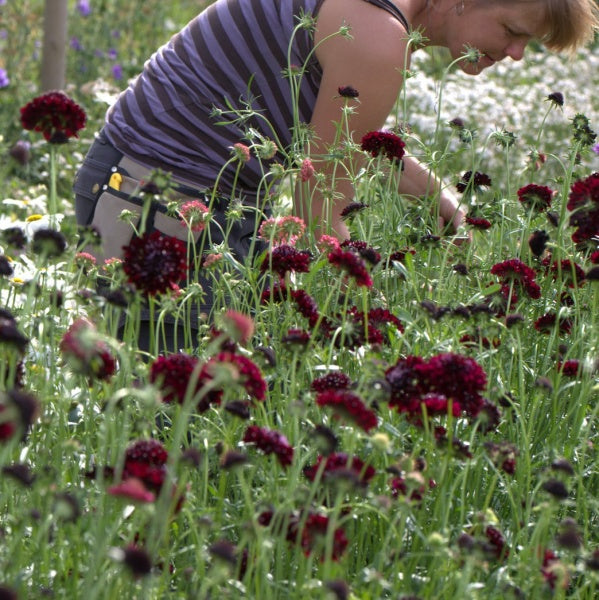 91322_Ett_rige_scabiosa_Black_Knight_2