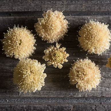 91395_Ett_rige_scabiosa_Fata_Morgana_2
