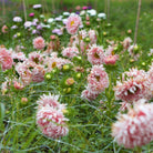 92638_Sommerasters_Tower_Chamois_2