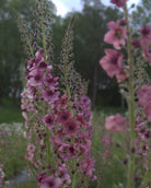 Kongslys Southern Charm – frodig flerårig med livlige blomsterspir i gammelrosa, lavendel og ferskentoner