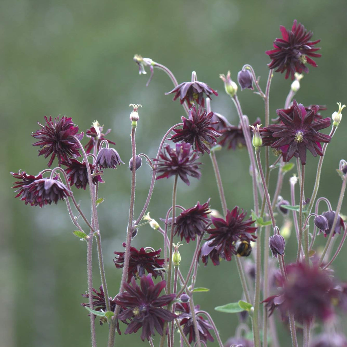 akeleie black barlow, flerårig med svarte blomster
