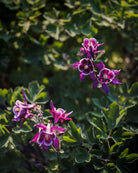 Nærbilde av Akeleie Winky Purple White sine grasiøse, nikkende blomster