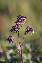 Nærbilde av Akeleie Magpie sine grasiøse, nikkende blomster
