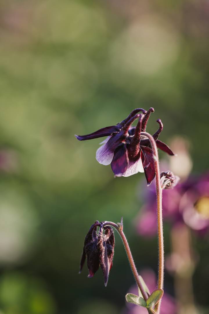 Akeleie Magpie plante med grønt bladverk og lilla-hvite blomster