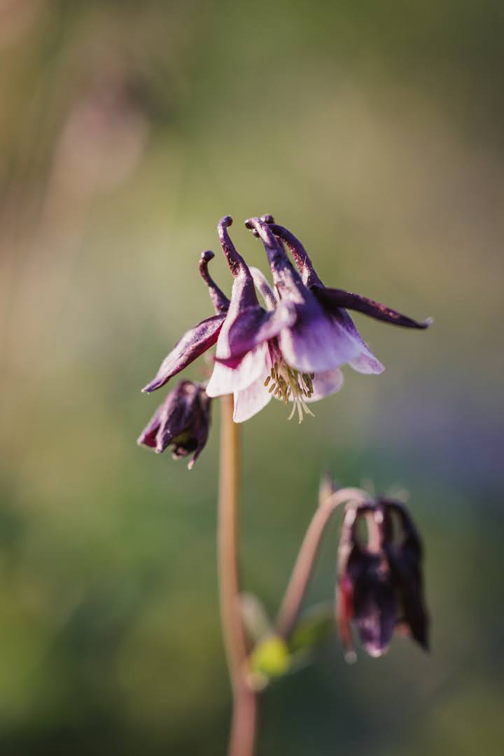 Akeleie Magpie blomster i detalj med doble kronblad