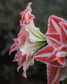 Amaryllis Dancing Queen med mange overlappende kronblader i hvitt og korallrødt.