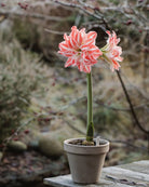 Amaryllis Dancing Queen med tett fylte, hvite blomster og et livlig mønster av korallrøde striper.