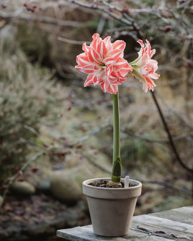Amaryllis Dancing Queen med tett fylte, hvite blomster og et livlig mønster av korallrøde striper.
