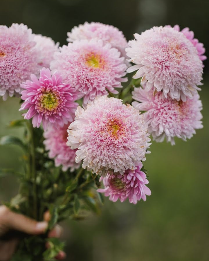 Kina asters Standy Light Pink i full blomstring med elegante lyserosa blomster