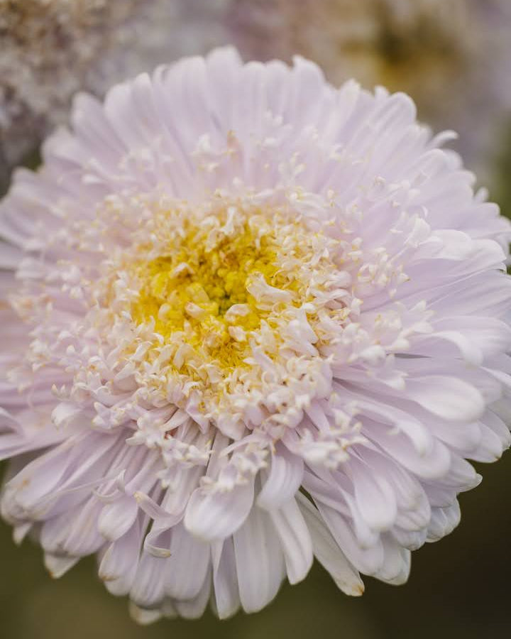 Kina asters Matador Soft Blue med myke blå doble blomster i hagen