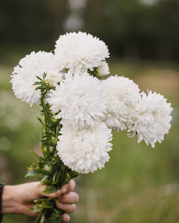 Kina asters King Size White i vakker hvit blomstring