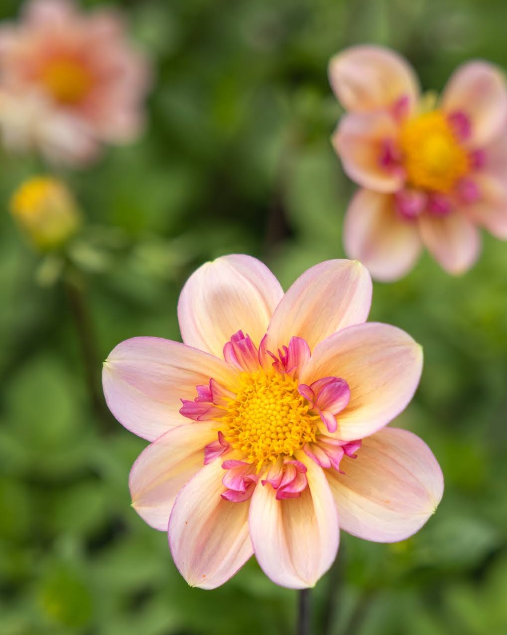 Dahlia Campus Nature Metier - collarette georgine med varme honningtoner og tydelig rosa krageparti