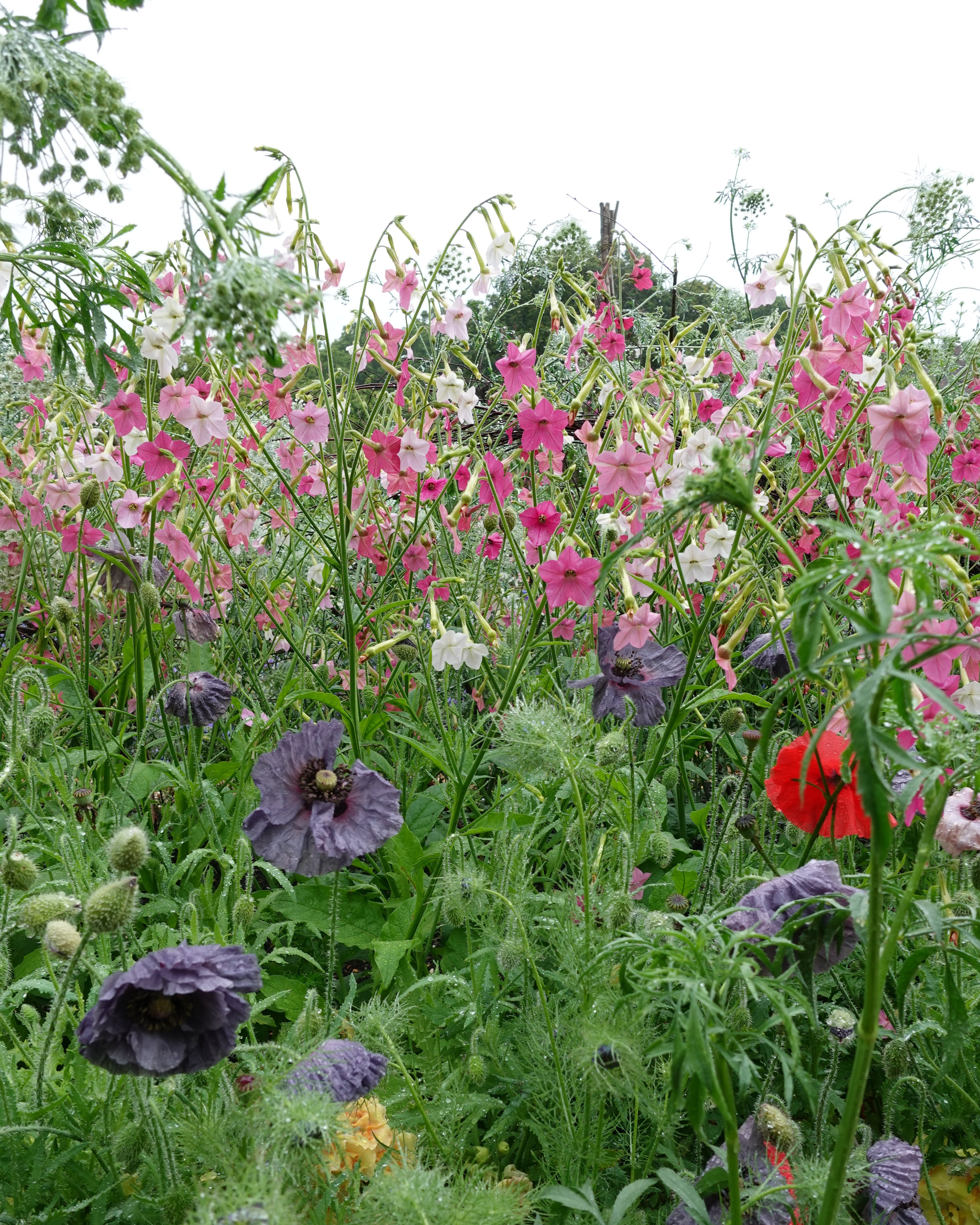 Prydtobakk Whisper Mixed som snittblomst med lange stengler og åpne blomster