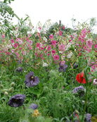 Prydtobakk Whisper Mixed som snittblomst med lange stengler og åpne blomster