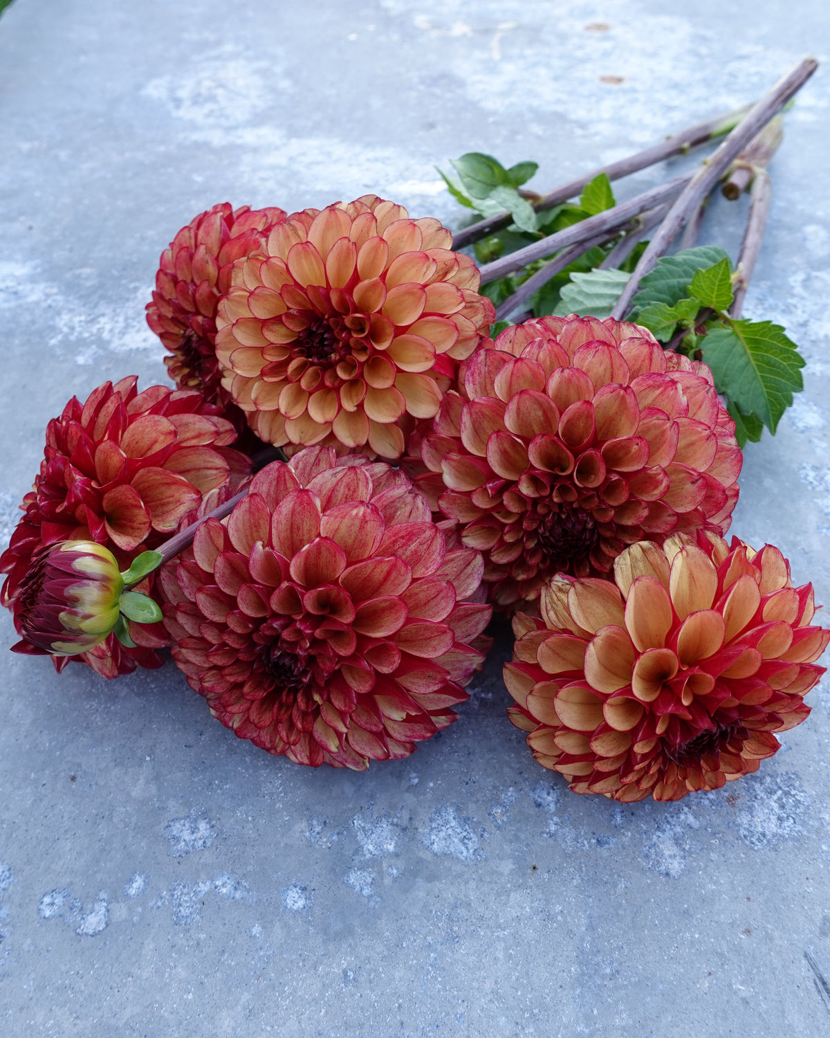 Georgine High Fidelity i full blomst med brente kronbladfarger