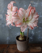 Amaryllis Aphrodite med store, doble, hvite blomster og rosa kanter på kronbladene.
