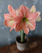 Amaryllis Terra Cotta Star med store blomster i varm terrakotta og innslag av kremhvitt og limegrønt.