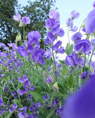 Erteblomst Noel Sutton med dype lilla blomster i hagen