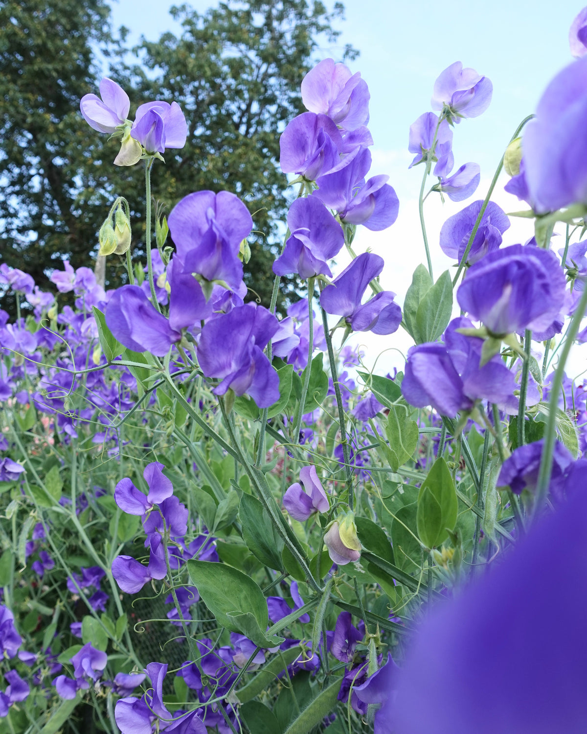 Erteblomst Noel Sutton med dype lilla blomster i hagen