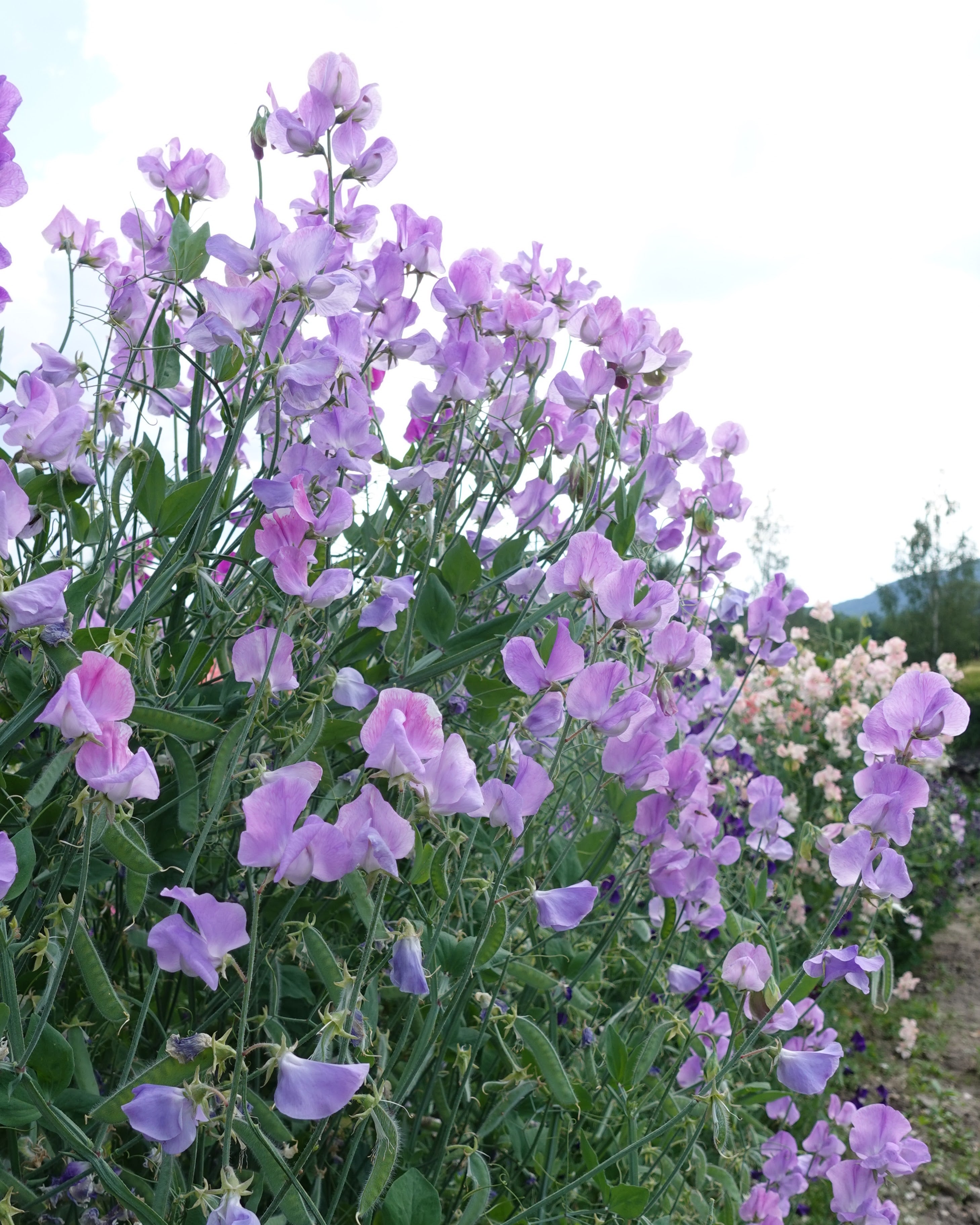 Erteblomst Royal Lavender i full blomstring - 180-200 cm høy