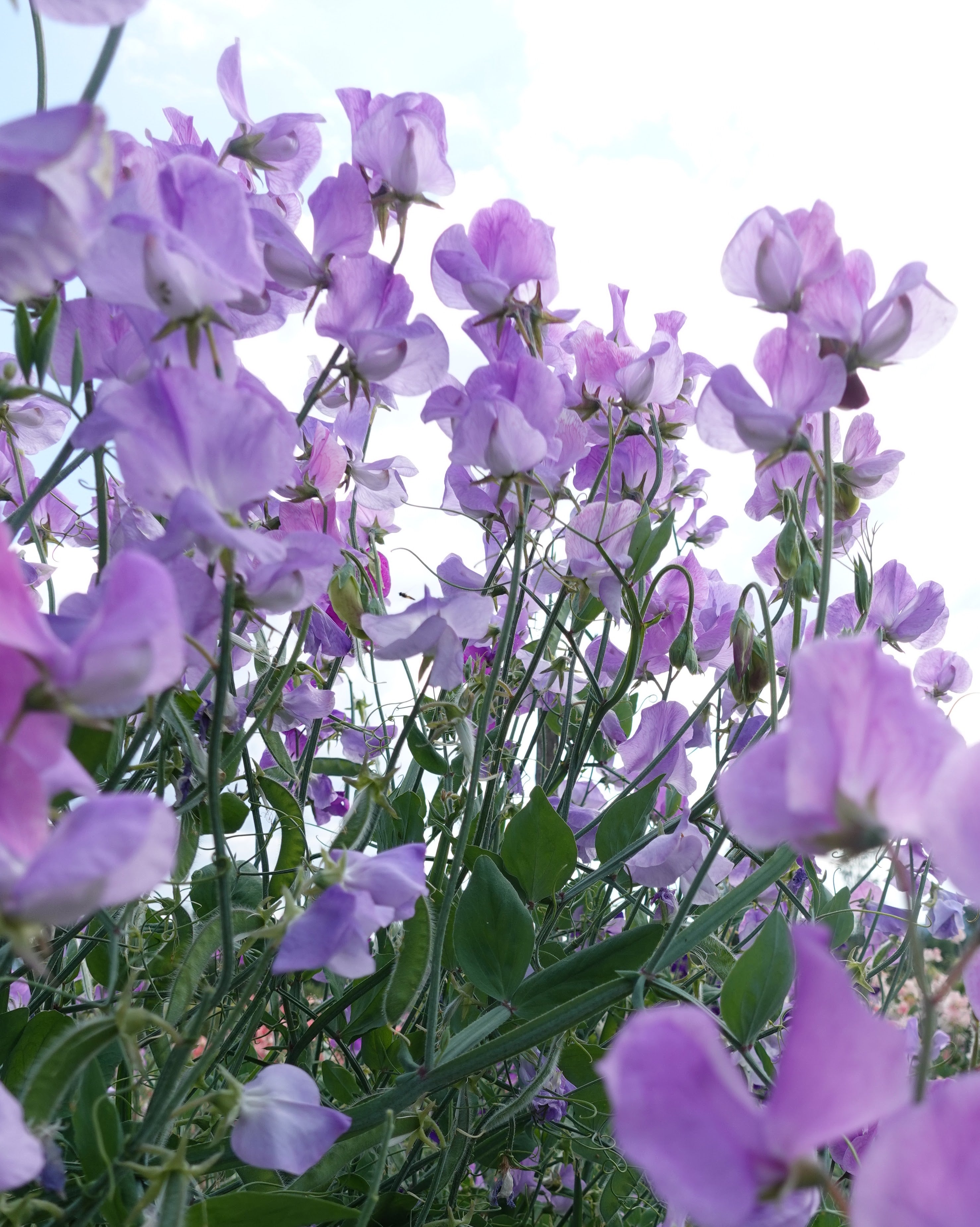 Erteblomst Royal Lavender med lavendelblå blomster i hagen