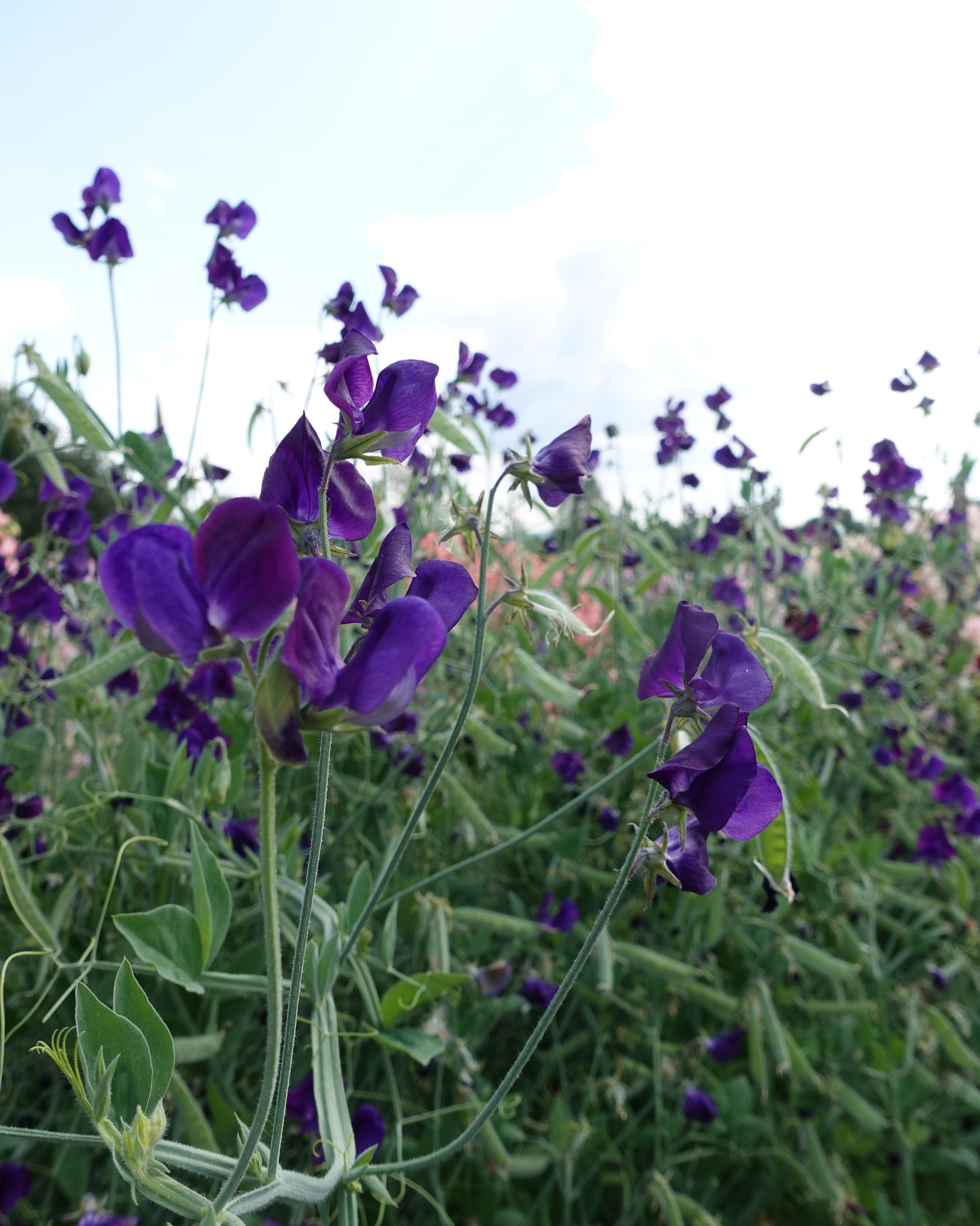 Nærbilde av Erteblomst Lord Nelson grandiflora blomster
