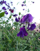 Erteblomst Lord Nelson i full blomst med marineblå til lilla blomster