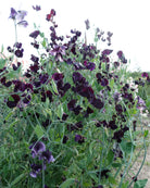 Erteblomst Almost Black klatreplante med rikelig blomstring