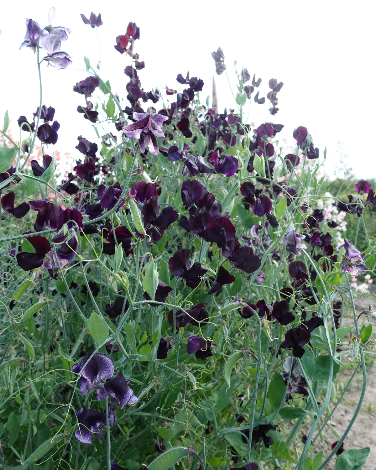 Erteblomst Almost Black klatreplante med rikelig blomstring