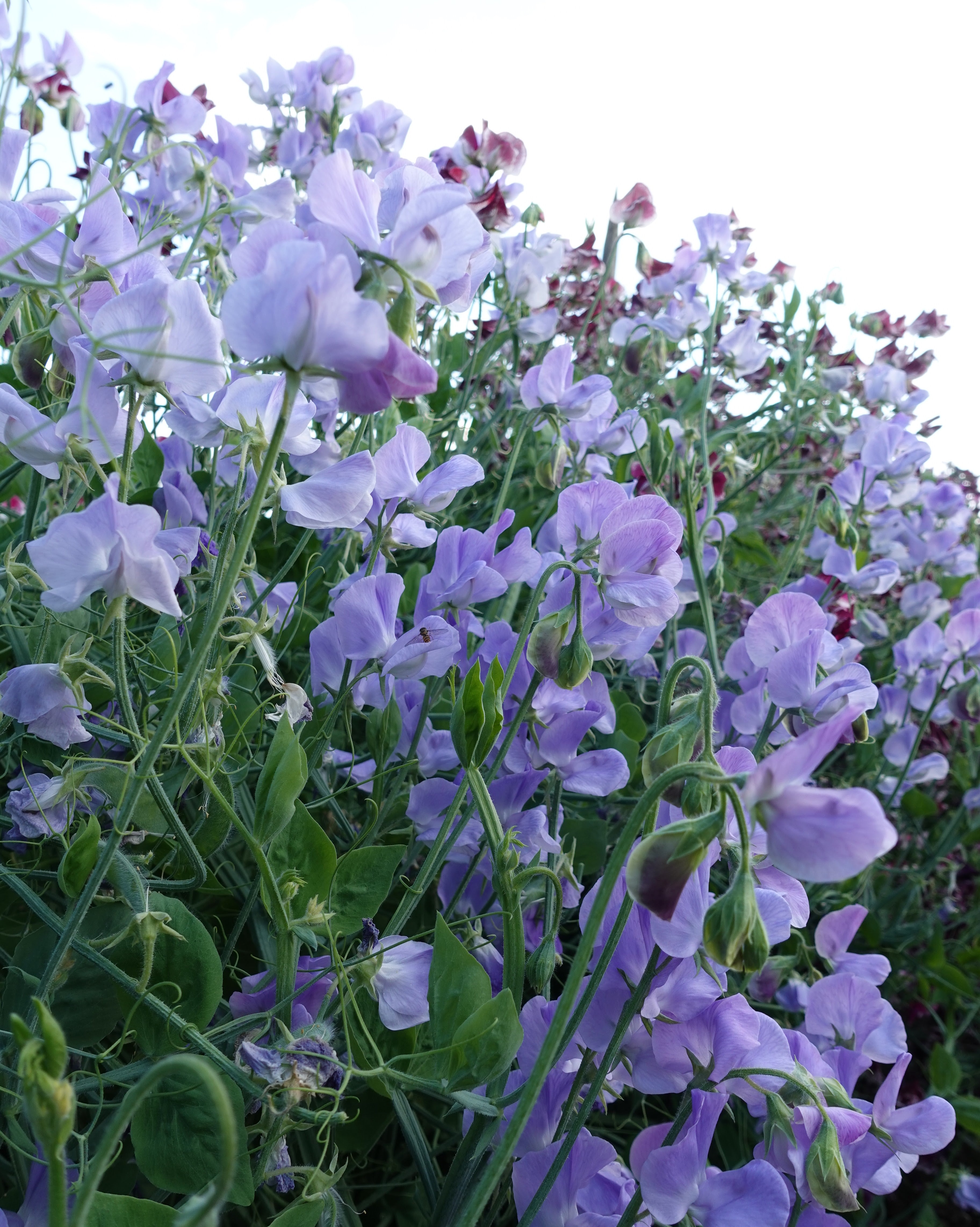 Erteblomst Winter Sunshine Light Blue - lyseblå duftende erteblomst med delikate blomster