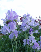 Erteblomst Winter Sunshine Light Blue nærbilde - lyseblå duftende blomster med bølgete kronblad