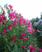 Erteblomst Milly - duftende magenta erteblomst perfekt for luksuriøse buketter