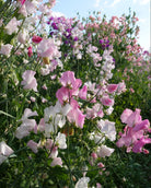 Erteblomst Spring Sunshine Blush klatreplante med duftende blomster i pastellfarger