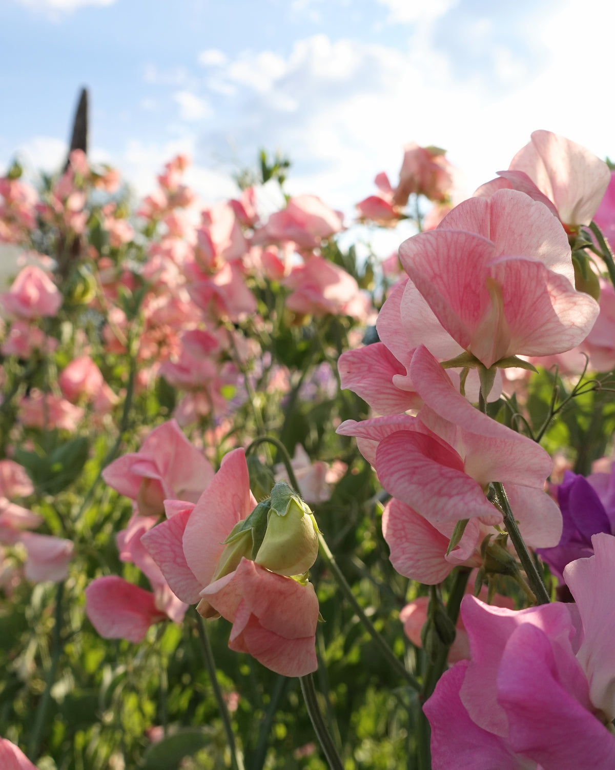 Nærbilde av Erteblomst Emily duftende blomster i blushrosa