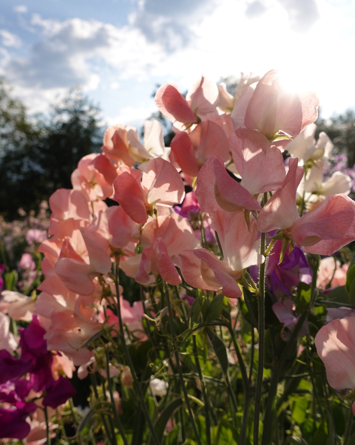 Nærbilde av Erteblomst Spring Sunshine Peach duftende blomster i pastellfersken