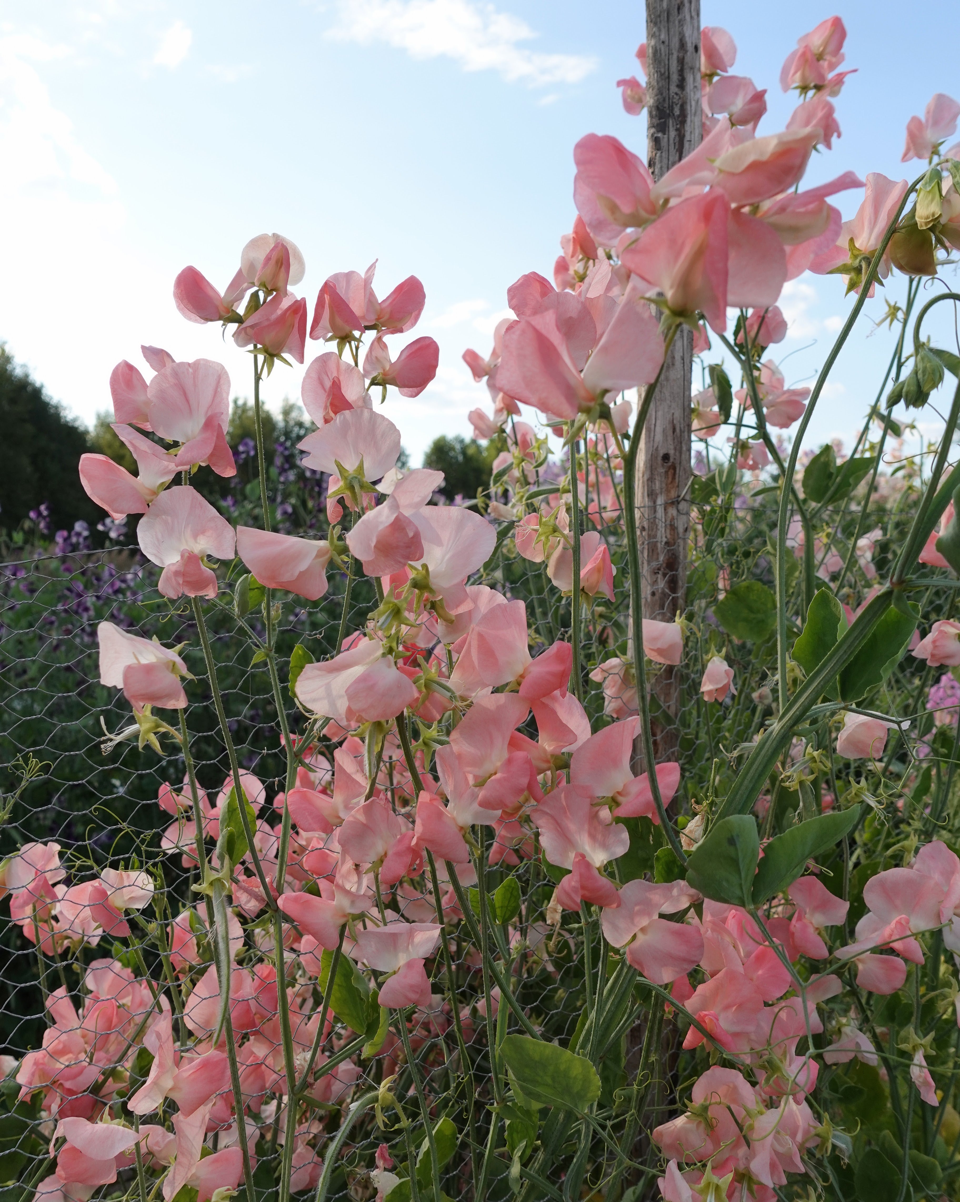 Erteblomst Spring Sunshine Nancy med lyse ferskenrosa blomster