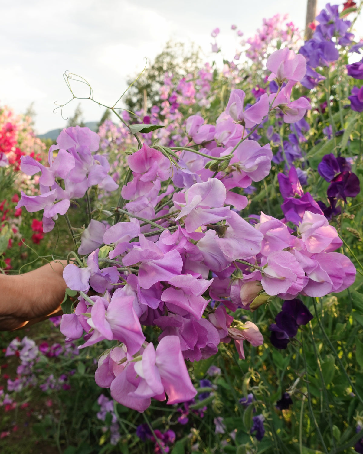 Erteblomst Leamington - vakre blomster på lange stengler