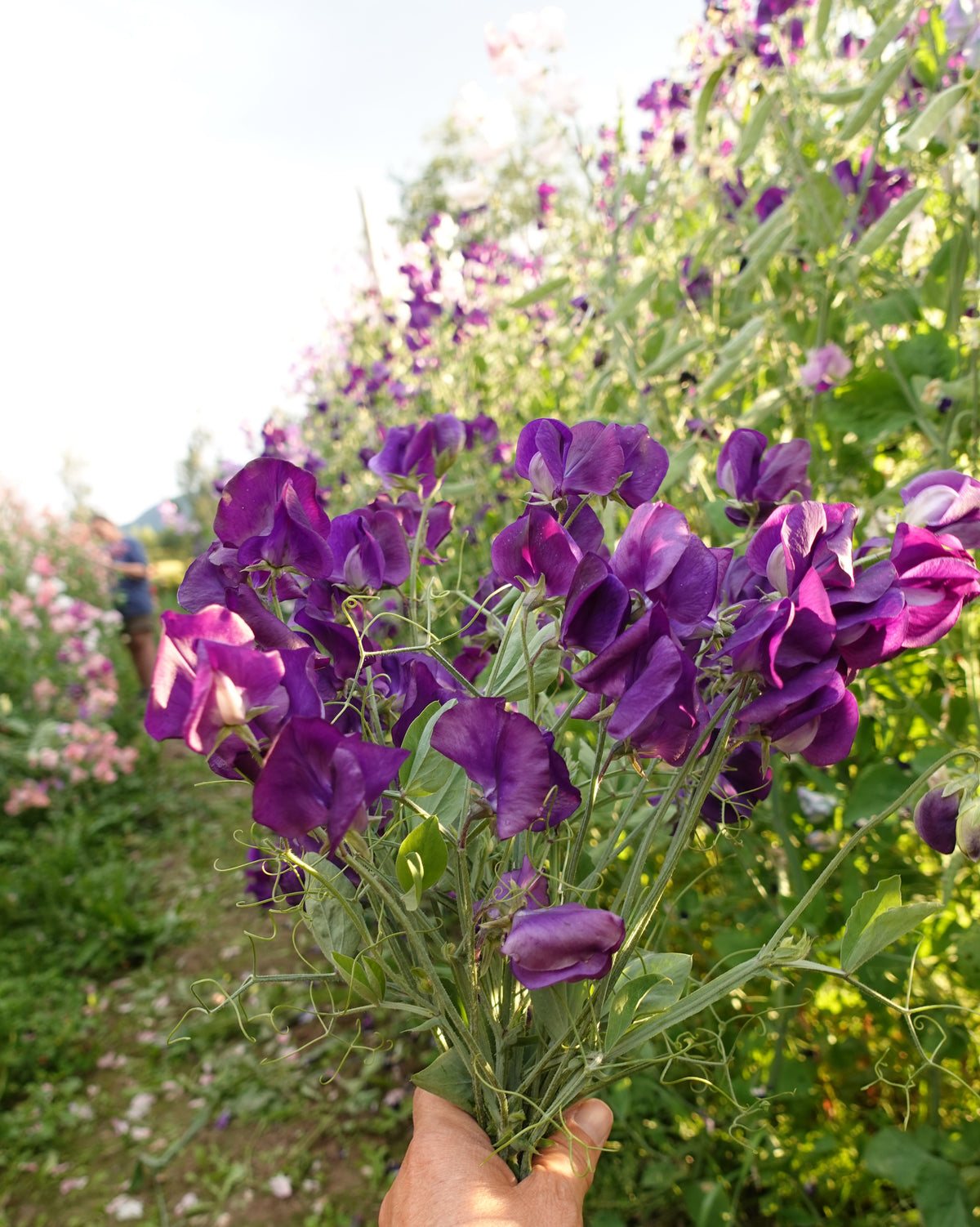 Erteblomst Top Hat - elegante mørkeblå blomster
