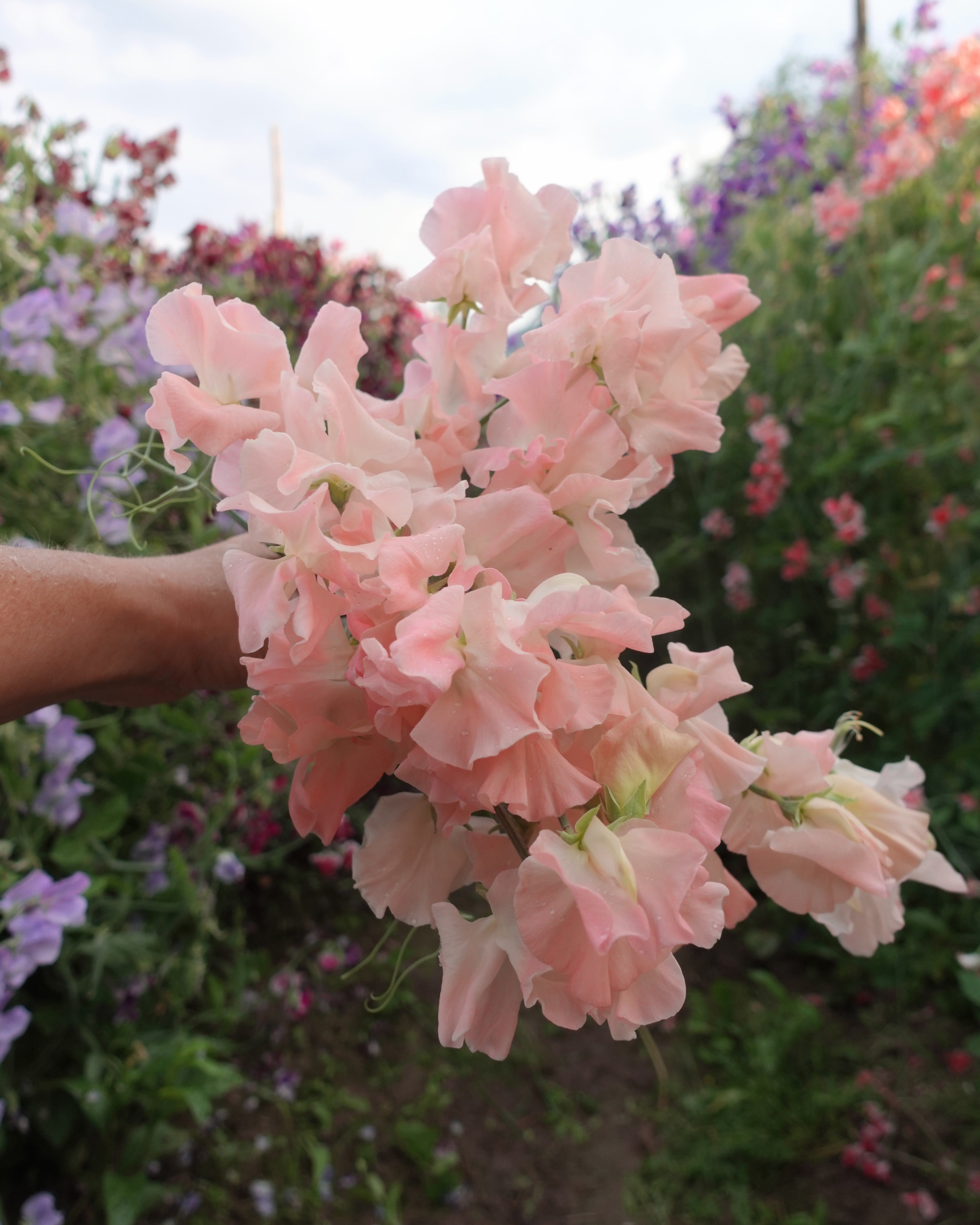 rteblomst Castlewellan med fersken og champagnefargede blomster