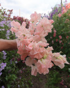 rteblomst Castlewellan med fersken og champagnefargede blomster