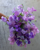 Erteblomst Skarnesmiks Blå med store blomster i vakre blå nyanser